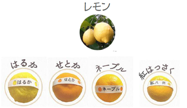 柑橘五種類